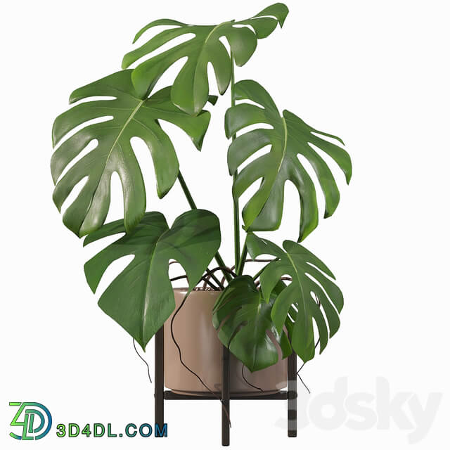 Plants collection 034 Monstera