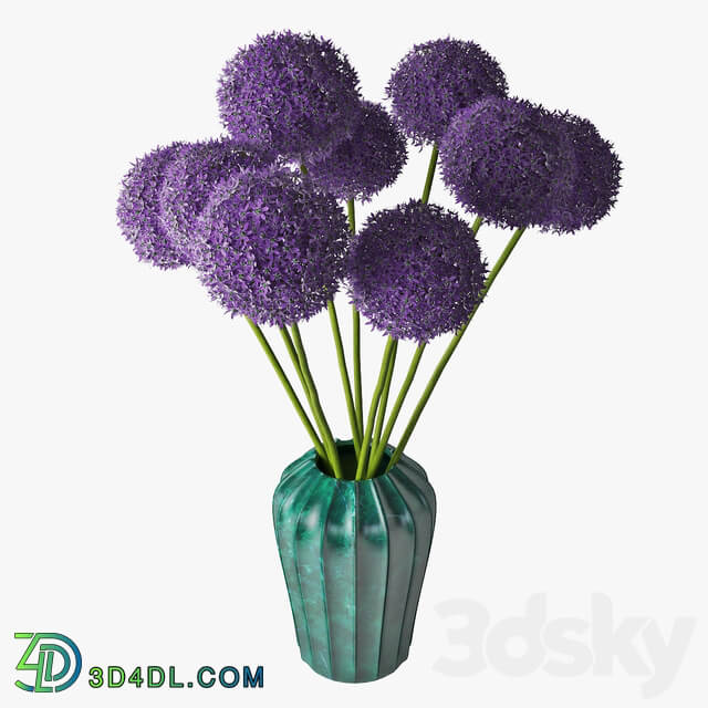 Allium