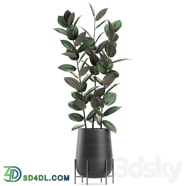Collection of plants 628. Black pot indoor plants flowerpot loft office plants flowers Ficus elastica Ficus rubbery 3D Models