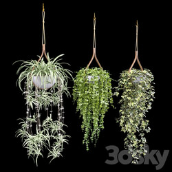Plants in hanging flower pots dyshidia chlorophytum heder  