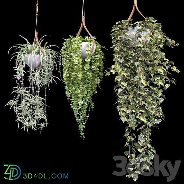 Plants in hanging flower pots dyshidia chlorophytum heder 