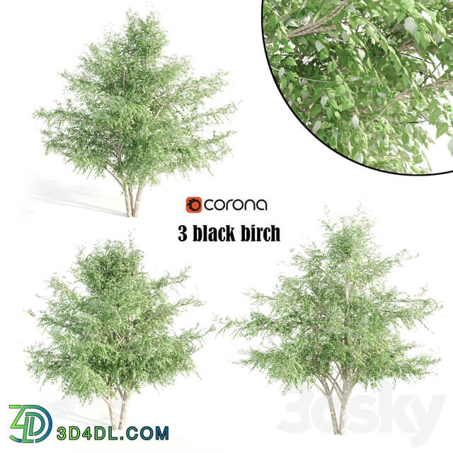 3 black birch