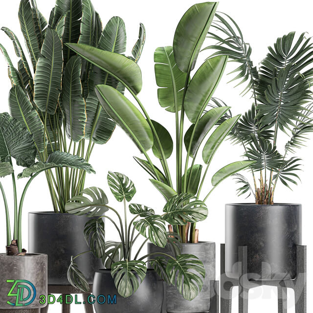 Plant collection 659. Banana strelitzia monstera palm tree black pot flowerpot loft interior office flowers small set loft decor 3D Models