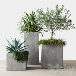Outdoor Plants Set in Pottery Barn planters 