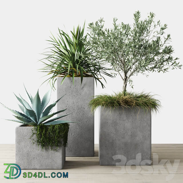 Outdoor Plants Set in Pottery Barn planters