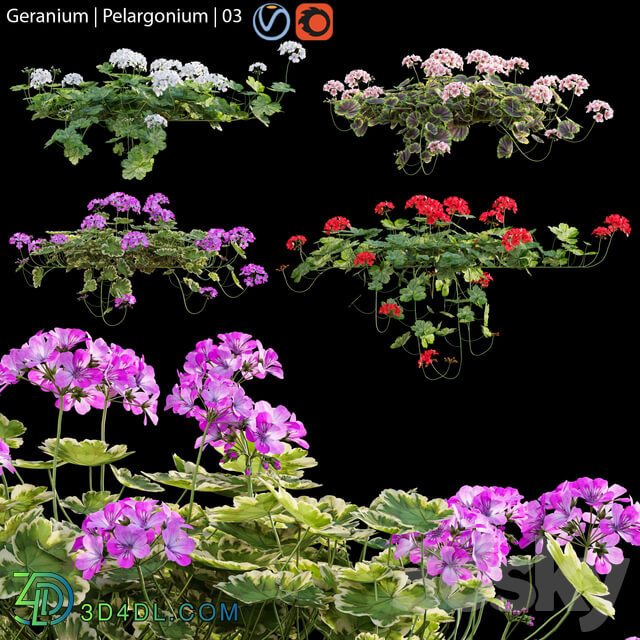 Pelargonium Geranium 03