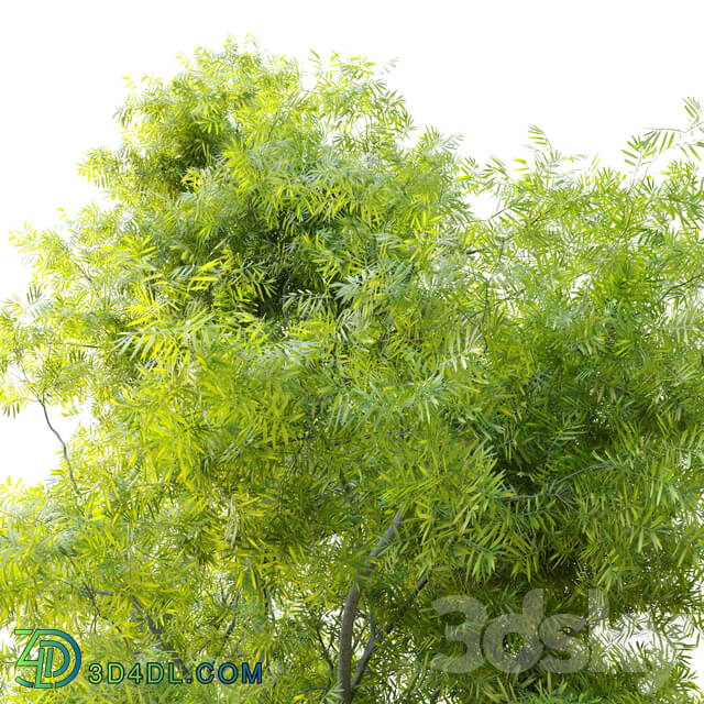 Acacia retinodes water wattle 