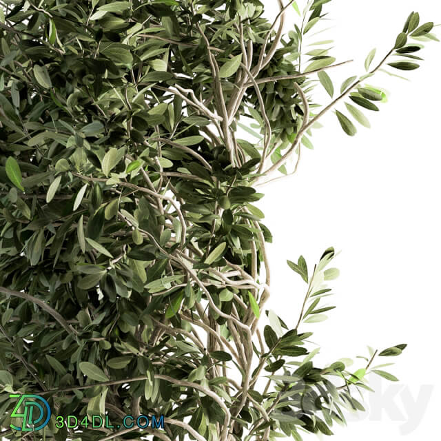 indoor Plant Set 87 olive