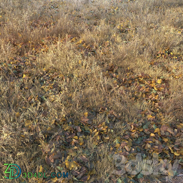 Dry autumn grass