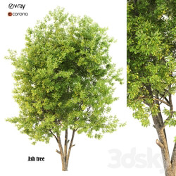 ash tree02 