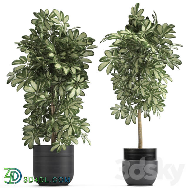 Plant collection 765. 3D Models