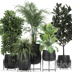 Plant collection 769. Ficus elastica Chlorophytum palm howea Schefflera industrial style luxury loft office plants Calathea lutea ficus abidjan Howea forsteriana 3D Models 