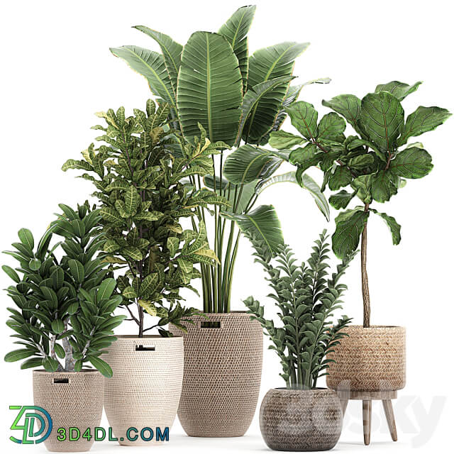 Plant collection 782. Basket rattan ficus croton banana Zamioculcas rattan eco design Scandinavian style decorative interior tree Strelitzia Lyrata 3D Models