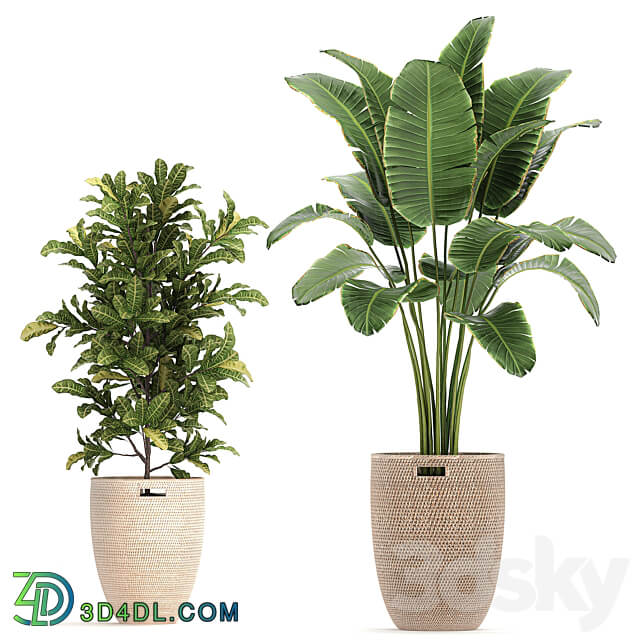 Plant collection 782. Basket rattan ficus croton banana Zamioculcas rattan eco design Scandinavian style decorative interior tree Strelitzia Lyrata 3D Models