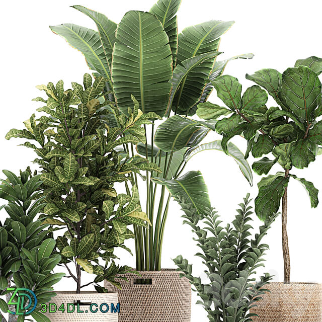 Plant collection 782. Basket rattan ficus croton banana Zamioculcas rattan eco design Scandinavian style decorative interior tree Strelitzia Lyrata 3D Models