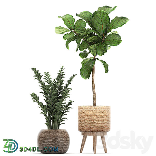 Plant collection 782. Basket rattan ficus croton banana Zamioculcas rattan eco design Scandinavian style decorative interior tree Strelitzia Lyrata 3D Models