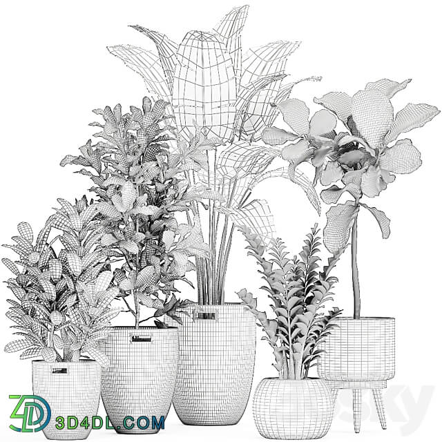 Plant collection 782. Basket rattan ficus croton banana Zamioculcas rattan eco design Scandinavian style decorative interior tree Strelitzia Lyrata 3D Models