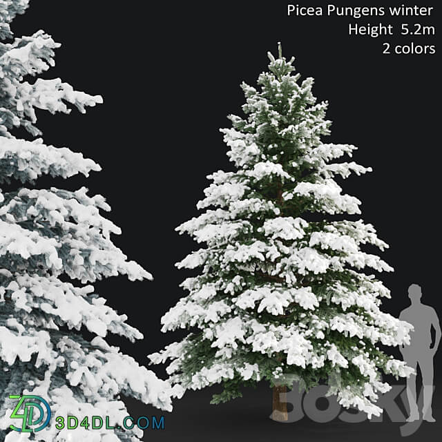 Winter spruce 3D Models