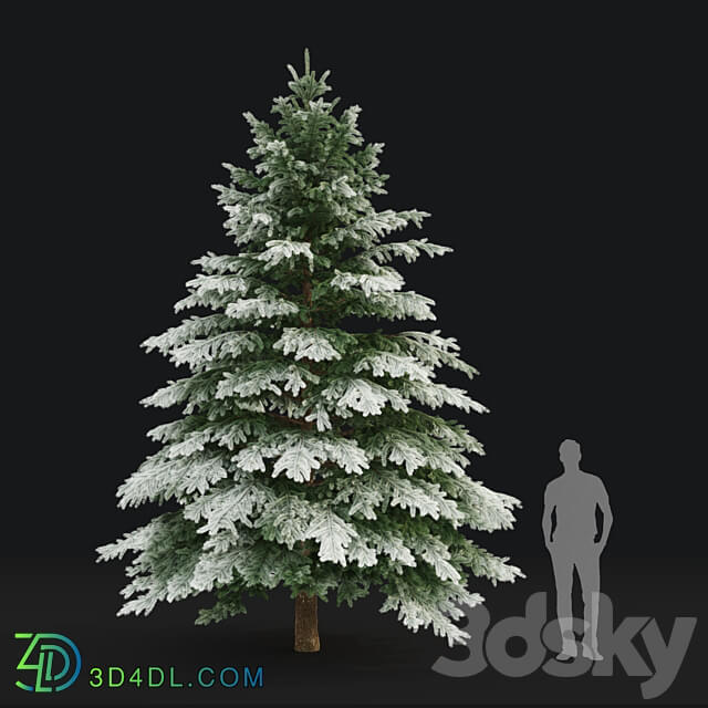 Winter spruce 3D Models