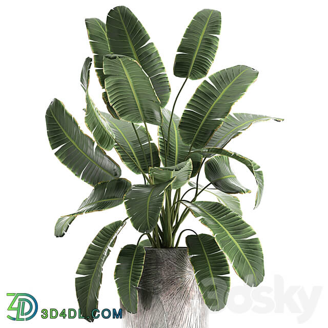 banana palm 794. Banana strelitzia luxury flowerpot luxury decor flower pot bush 3D Models