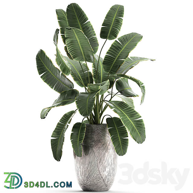 banana palm 794. Banana strelitzia luxury flowerpot luxury decor flower pot bush 3D Models