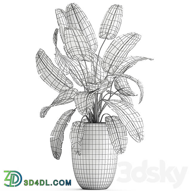 banana palm 794. Banana strelitzia luxury flowerpot luxury decor flower pot bush 3D Models