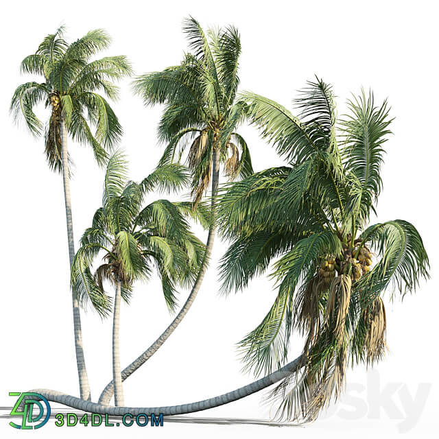 Cocos nucifera coconut tree 