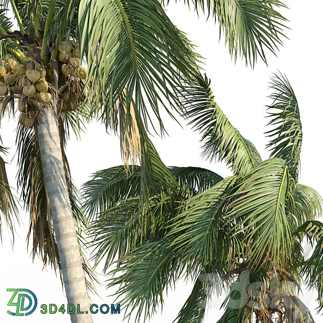 Cocos nucifera coconut tree 