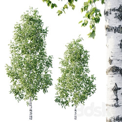 Betula 11.5m 8.5m 