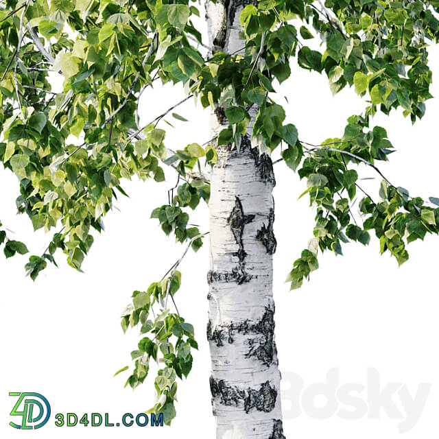 Betula 11.5m 8.5m