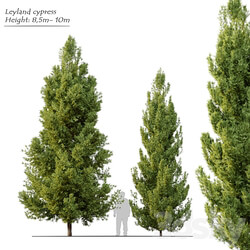 Leyland cypress 