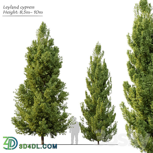 Leyland cypress