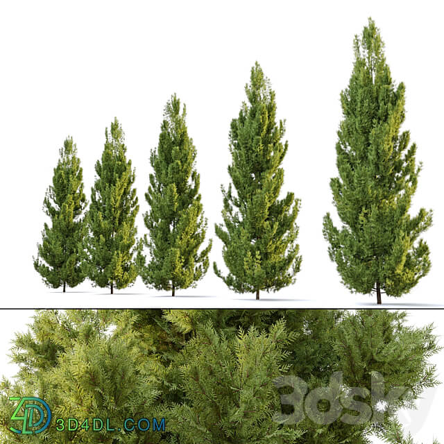 Leyland cypress