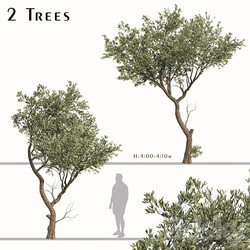 Set of Fruitless Olive Trees (Olea Europaea) (2 Trees) 