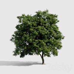 Common Tree with high density greenery 3D Models 