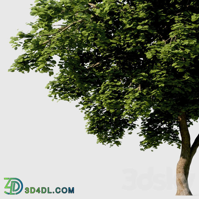 Common Tree with high density greenery 3D Models