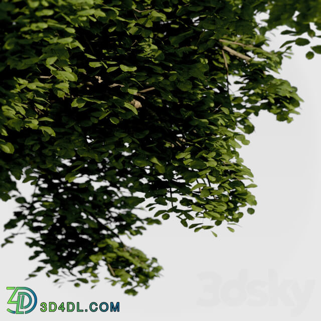 Common Tree with high density greenery 3D Models