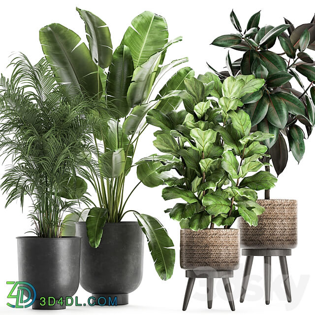 Plant collection 860. Decorative palm Strelitzia ficus tree basket black flowerpot loft stylish stand metal rattan basket interior flower Howea forsteriana Ficus elastica Abidjan 3D Models