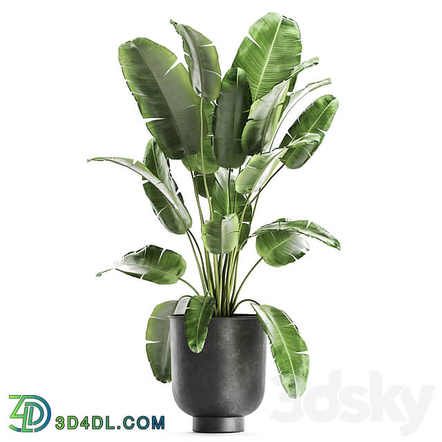 Plant collection 860. Decorative palm Strelitzia ficus tree basket black flowerpot loft stylish stand metal rattan basket interior flower Howea forsteriana Ficus elastica Abidjan 3D Models