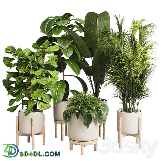 collection Indoor plant 30 wood vase