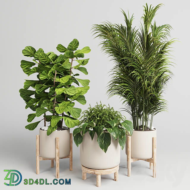 collection Indoor plant 30 wood vase