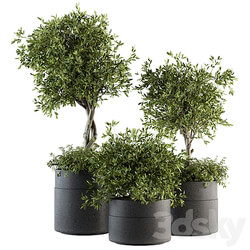 indoor Plant Set 193 Tree in pot 