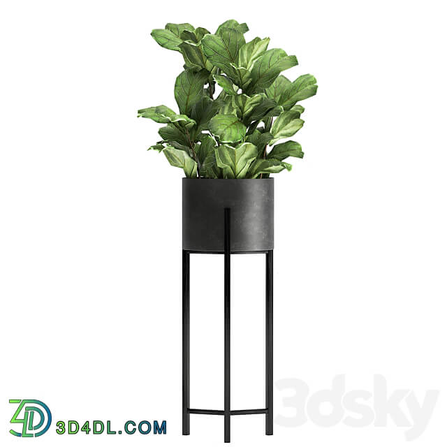 Plant collection 909. Black flowerpot ficus cactus loft Stefania Erekta stand flower ficus Lirata 3D Models