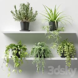 Plants in pots on a shelf 