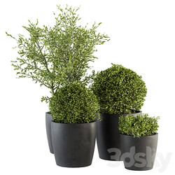 Outdoor Plant Set 209 Plant and Tree in Pot 