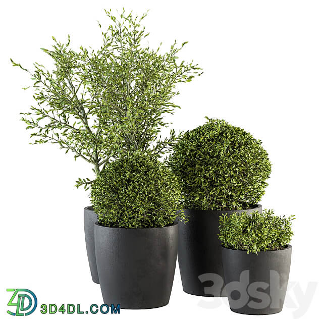 Outdoor Plant Set 209 Plant and Tree in Pot