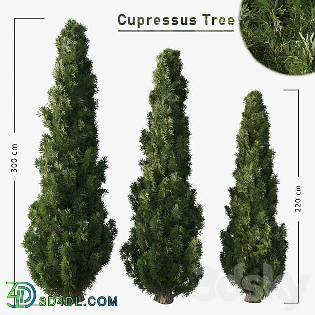 Cupressus tree