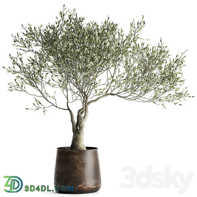 Olive tree 969. olive tree metal pot landscaping outdoor rust 3D Models