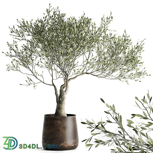 Olive tree 969. olive tree metal pot landscaping outdoor rust 3D Models