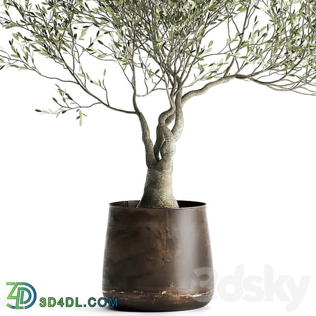 Olive tree 969. olive tree metal pot landscaping outdoor rust 3D Models